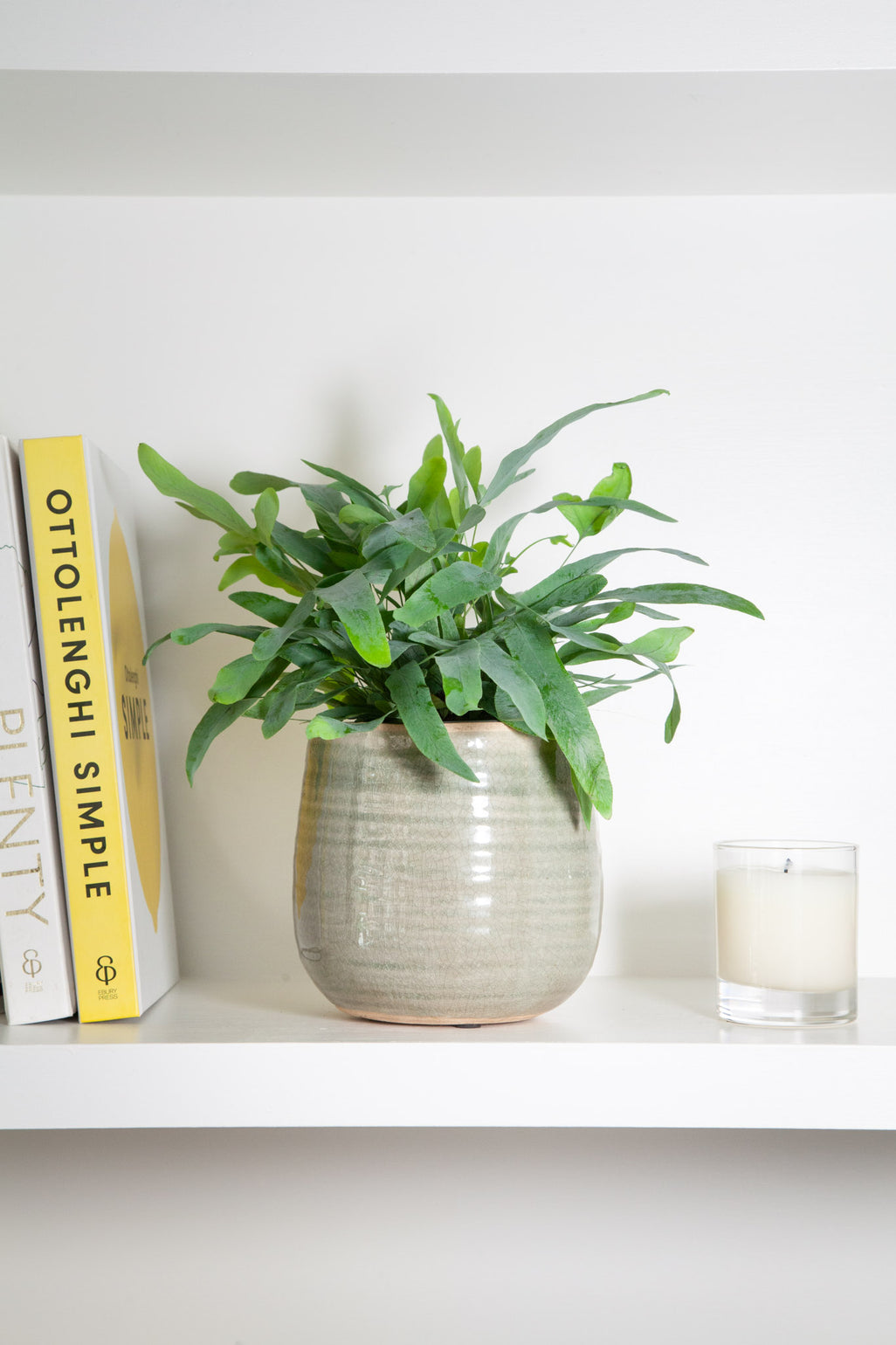 files/IndoorPlants-LeighShots16.11.2023-077_7d10644a-e46c-4b8f-ac17-33fb2a299da3.jpg